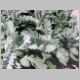 Artemisia stellariana 'Silver Dust'